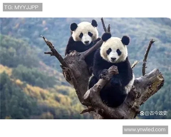 足球明星与熊猫的奇妙缘分探索与文化交流的桥梁 足球明星与熊猫的奇妙缘分探索与文化交流的桥梁